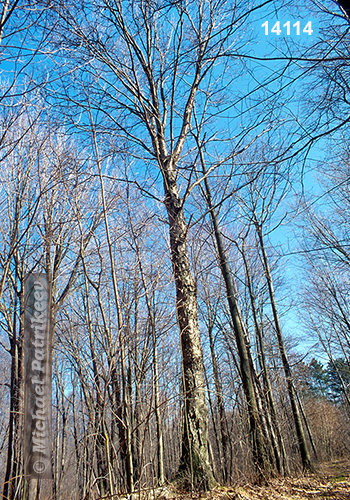 Yellow Birch (Betula alleghaniensis)